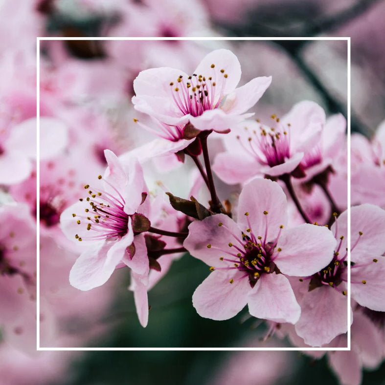 Rosy Gold Double Scented Candles Large Frosted Gloss Cherry Blossom - Makeup Warehouse Australia