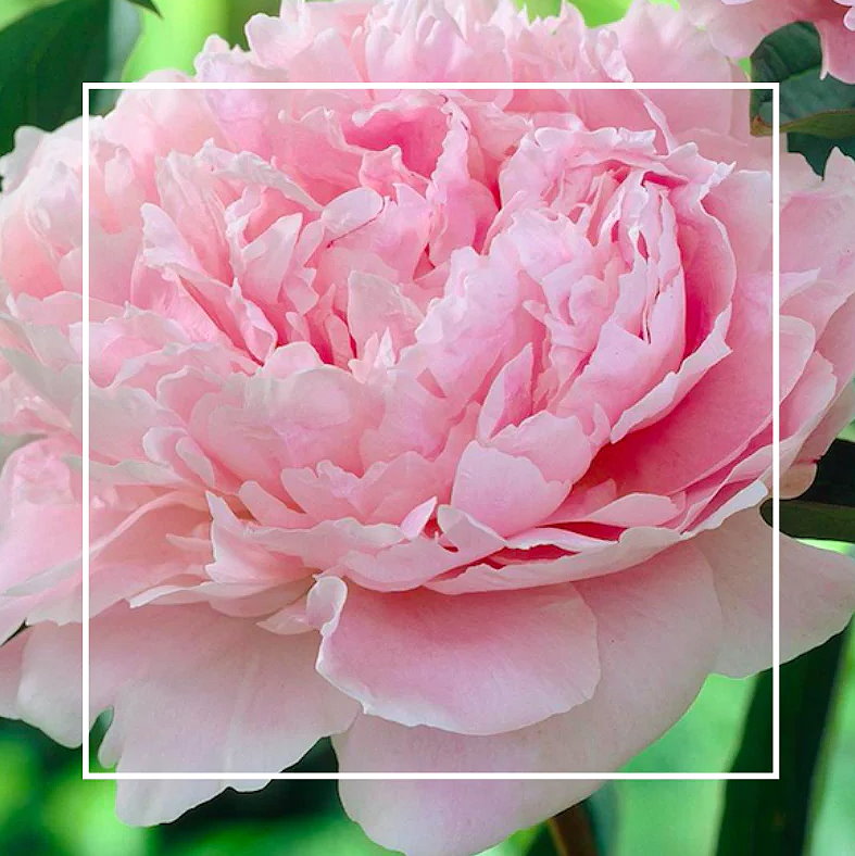Rosy Gold Double Scented Candles Large Frosted Gloss Lychee & Peony - Makeup Warehouse Australia